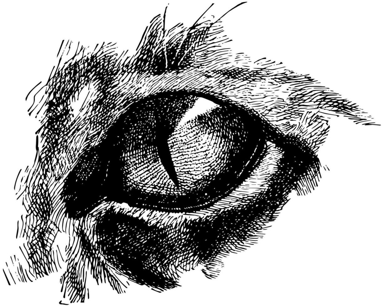 gecontracteerd kat oog, wijnoogst illustratie. vector