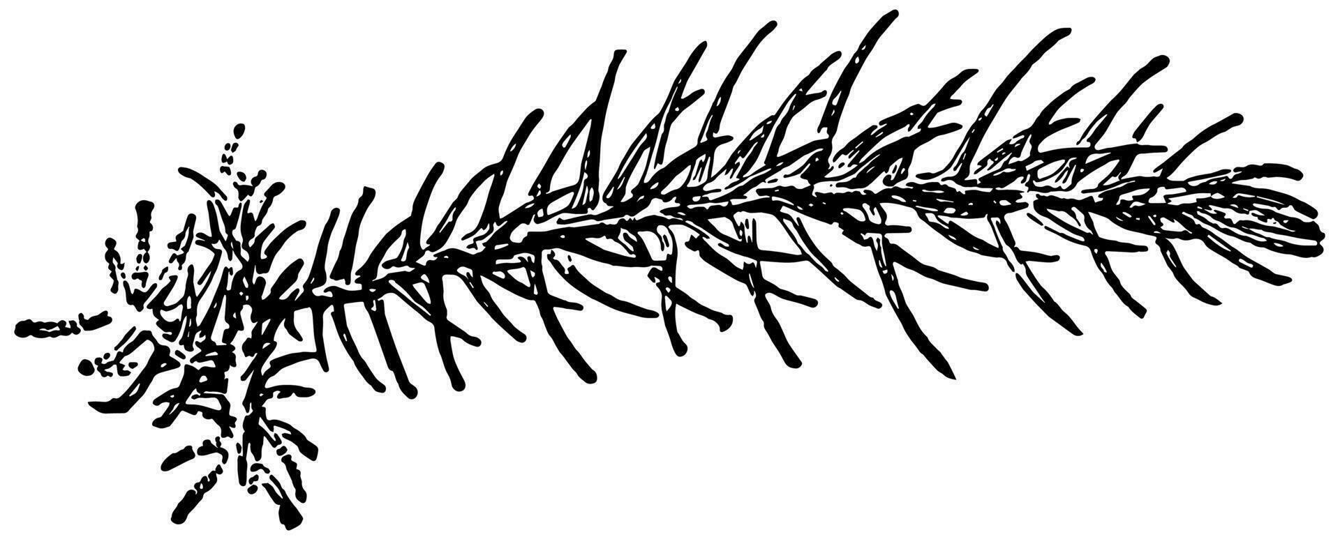 araucaria excelsa wijnoogst illustratie. vector