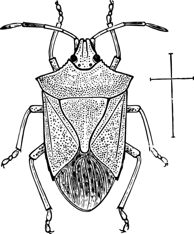 volwassen stinken beestje, wijnoogst illustratie. vector