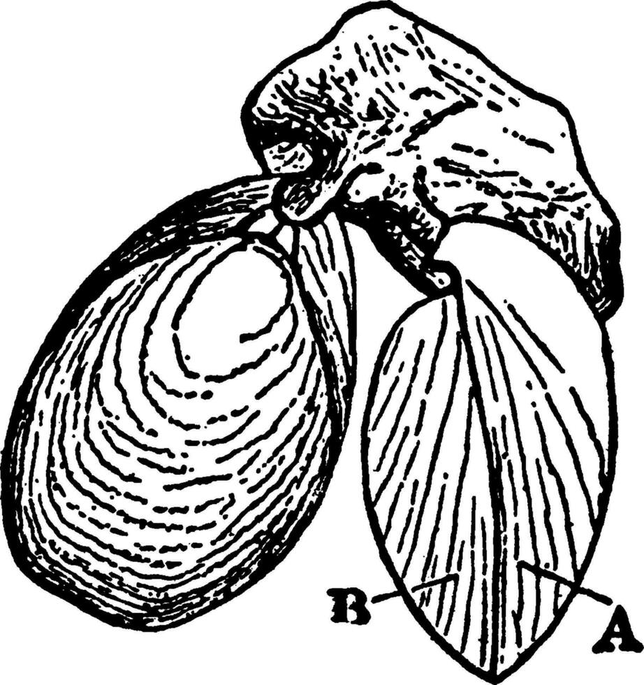 brachiopoda, wijnoogst illustratie. vector