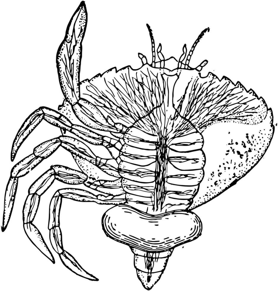 schaaldier parasiet, wijnoogst illustratie. vector