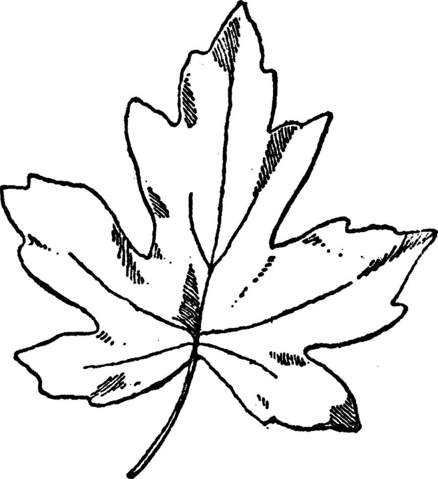 blad van oosters amber boom is een bladverliezend boom in de geslacht liquidambar, wijnoogst gravure. vector