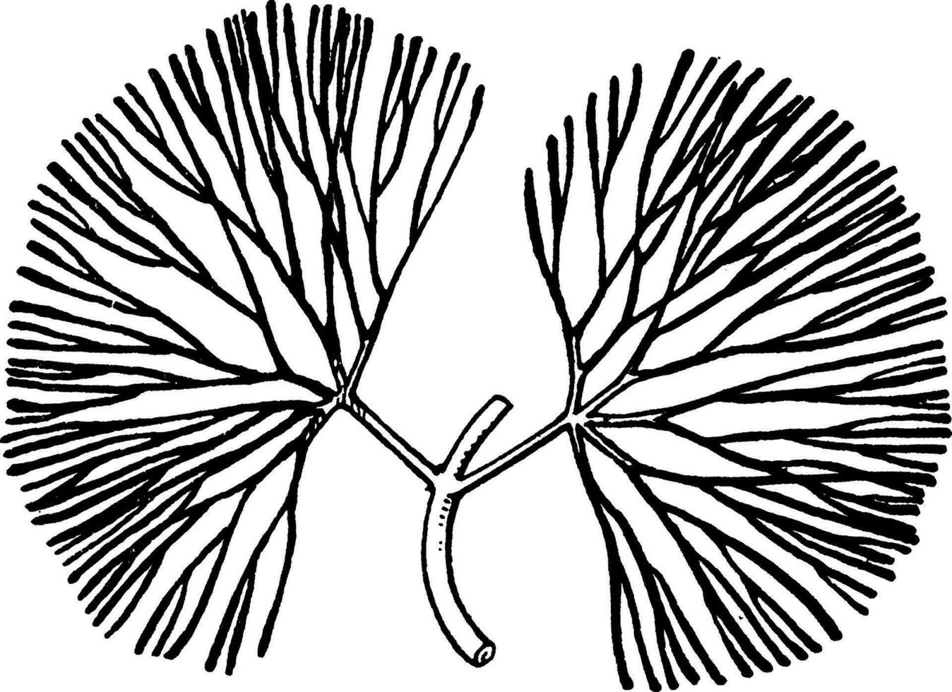 cabomba wijnoogst illustratie. vector