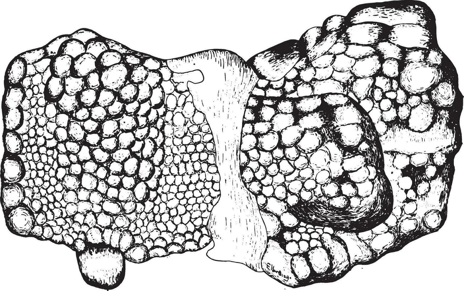 beter aspect van lever, wijnoogst gravure, wijnoogst gravure. vector