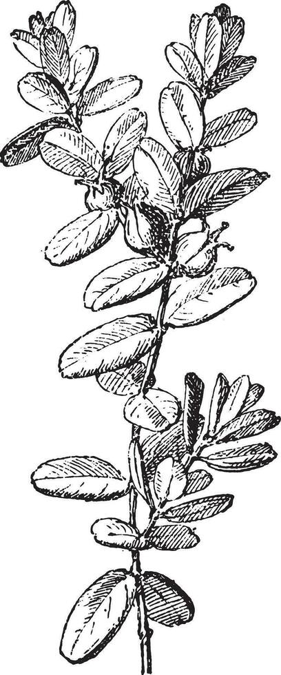 buxus of buxus, wijnoogst gravure. vector