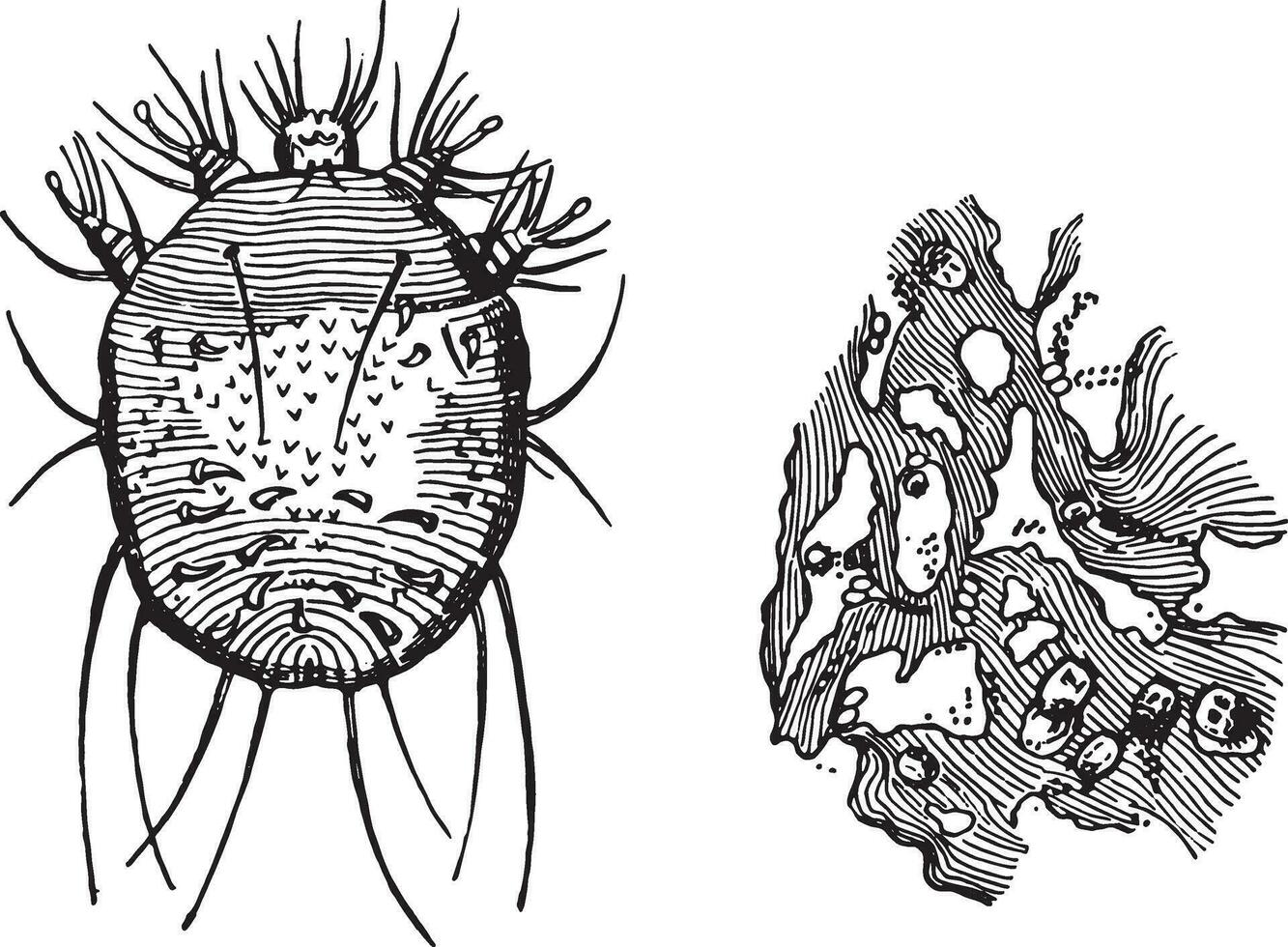 a-acarus schurft, b-gedeelte van opperhuid, tonen de holen met hun bevat eieren, wijnoogst gravure. vector