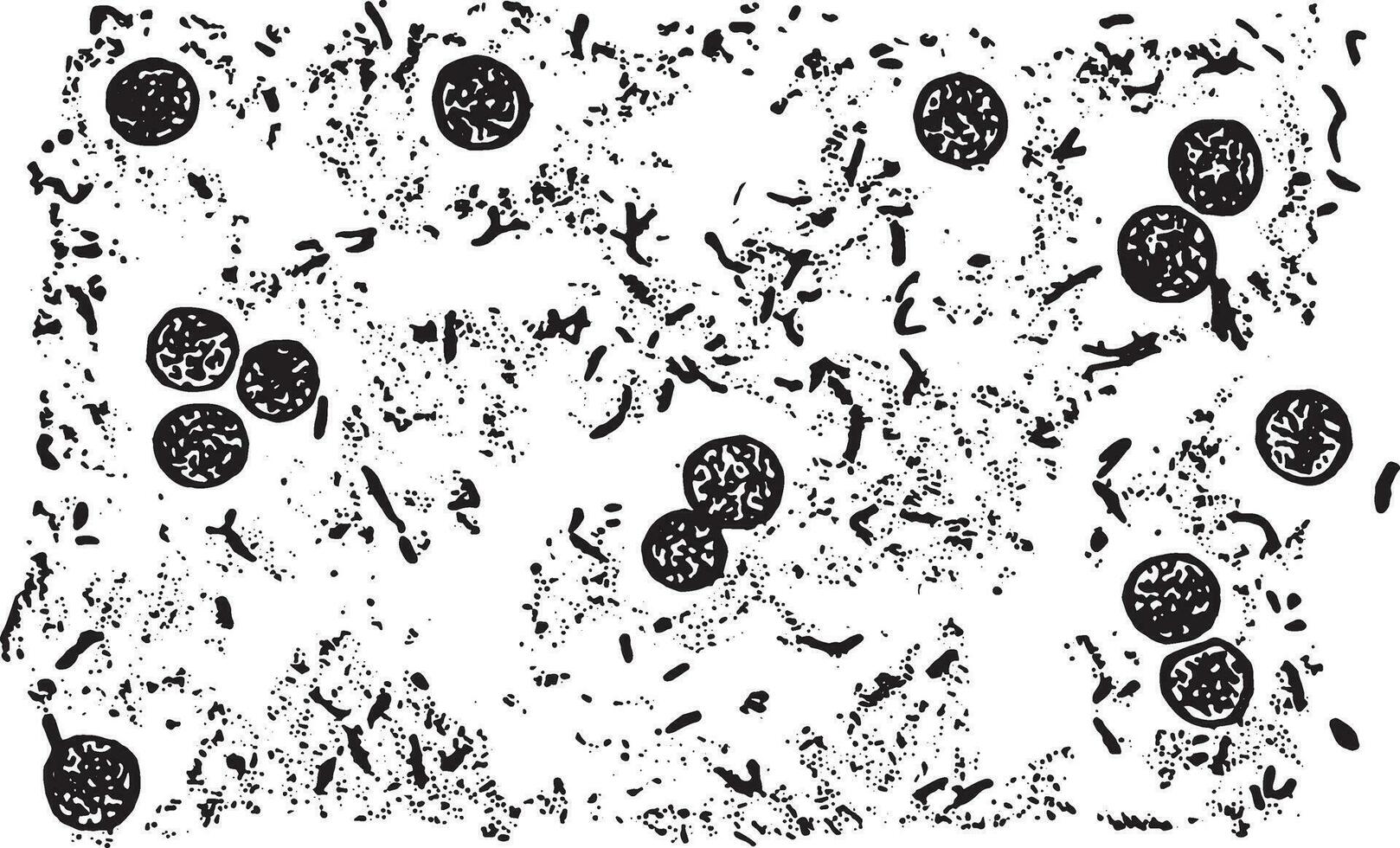 bacil tuberculose, wijnoogst gravure. vector