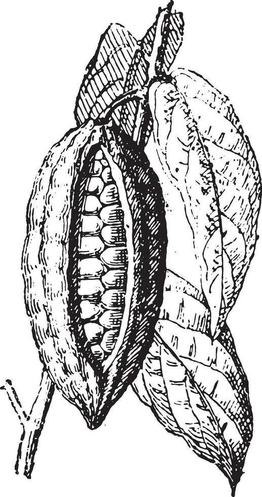 cacao of cacao, wijnoogst gravure. vector