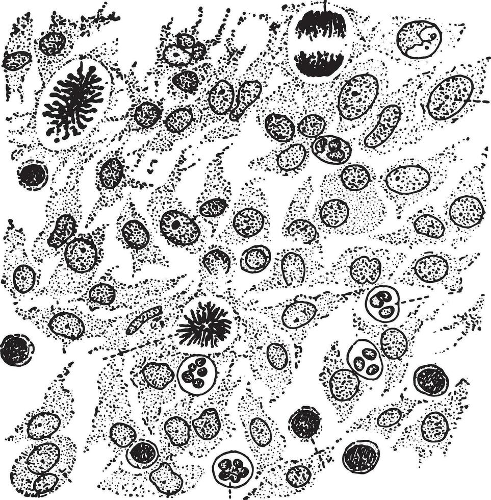 cellulair elementen van granulatie zakdoek, wijnoogst gravure. vector