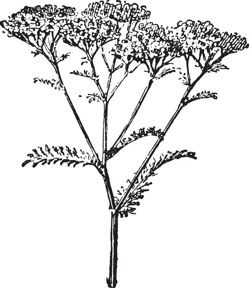 duizendblad of Achillea millefolium, wijnoogst gravure. vector