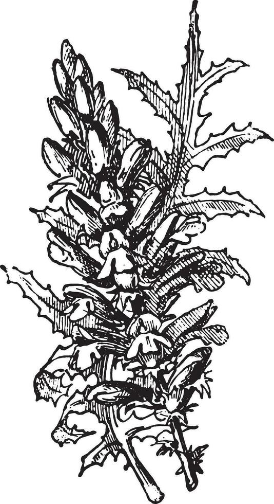 acanthus, wijnoogst gravure. vector