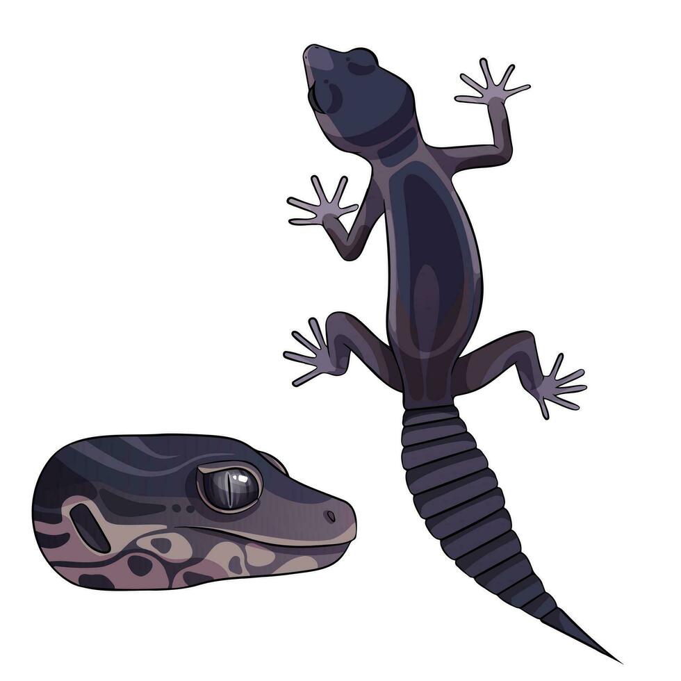 vector illustratie van een eublepharis luipaard gekko zwart nacht