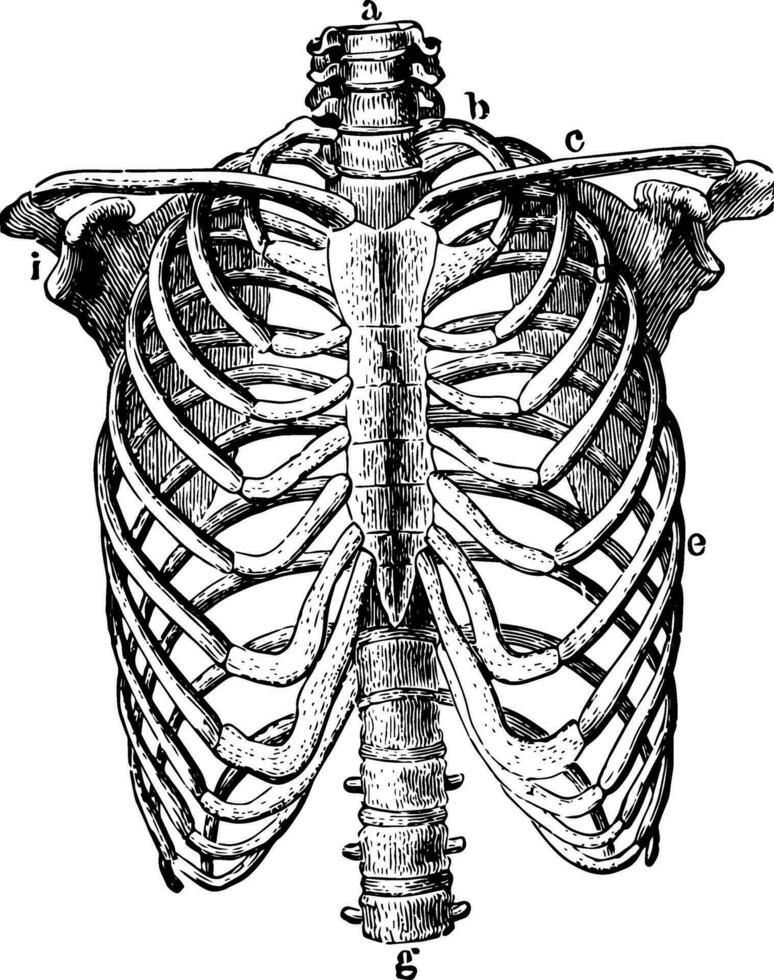 thorax skelet, wijnoogst illustratie. vector