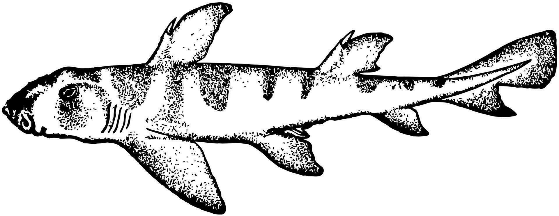 haven Jackson haai, wijnoogst illustratie. vector
