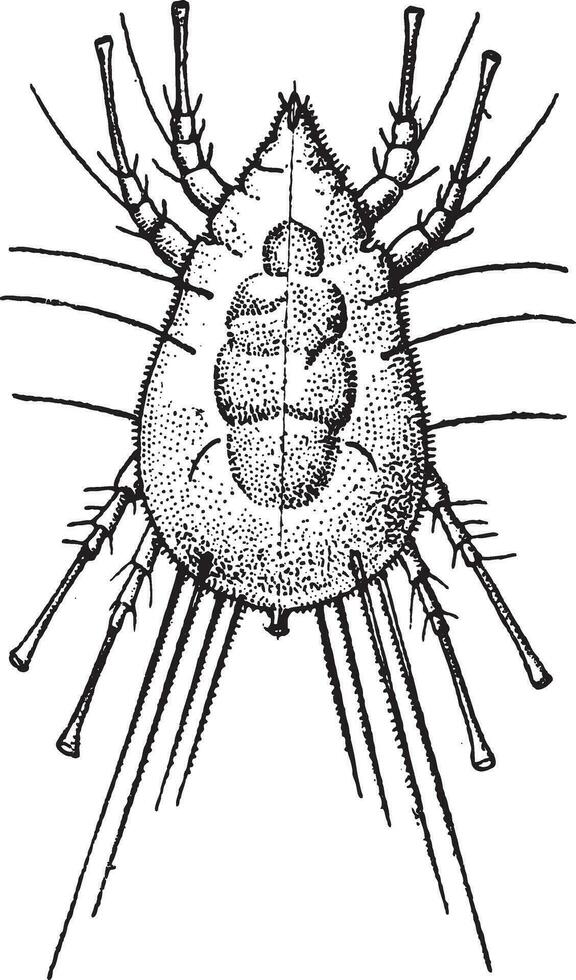 mijt, wijnoogst gravure vector