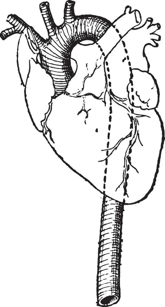 aorta, wijnoogst gravure. vector