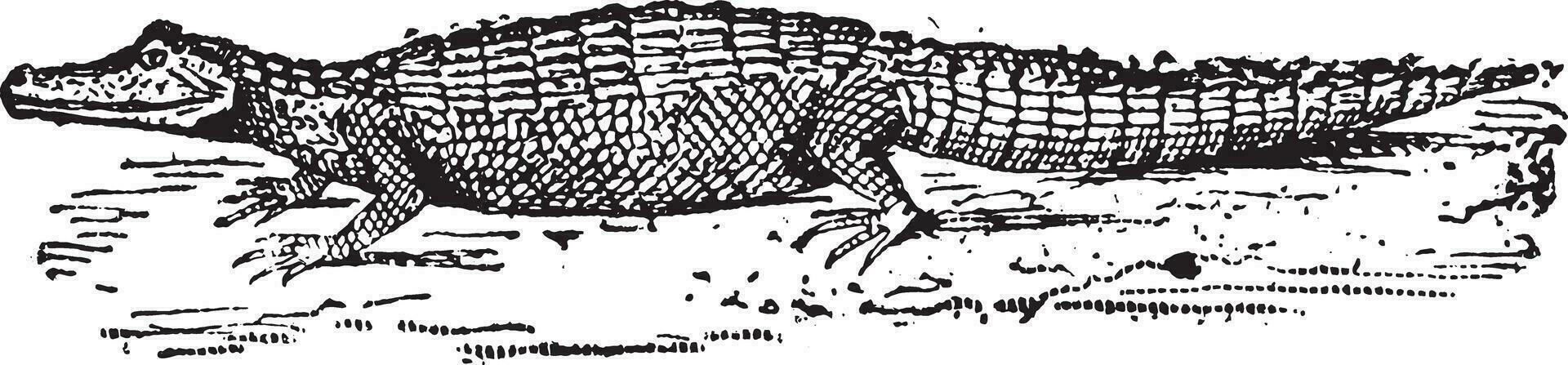 alligator, wijnoogst gravure. vector