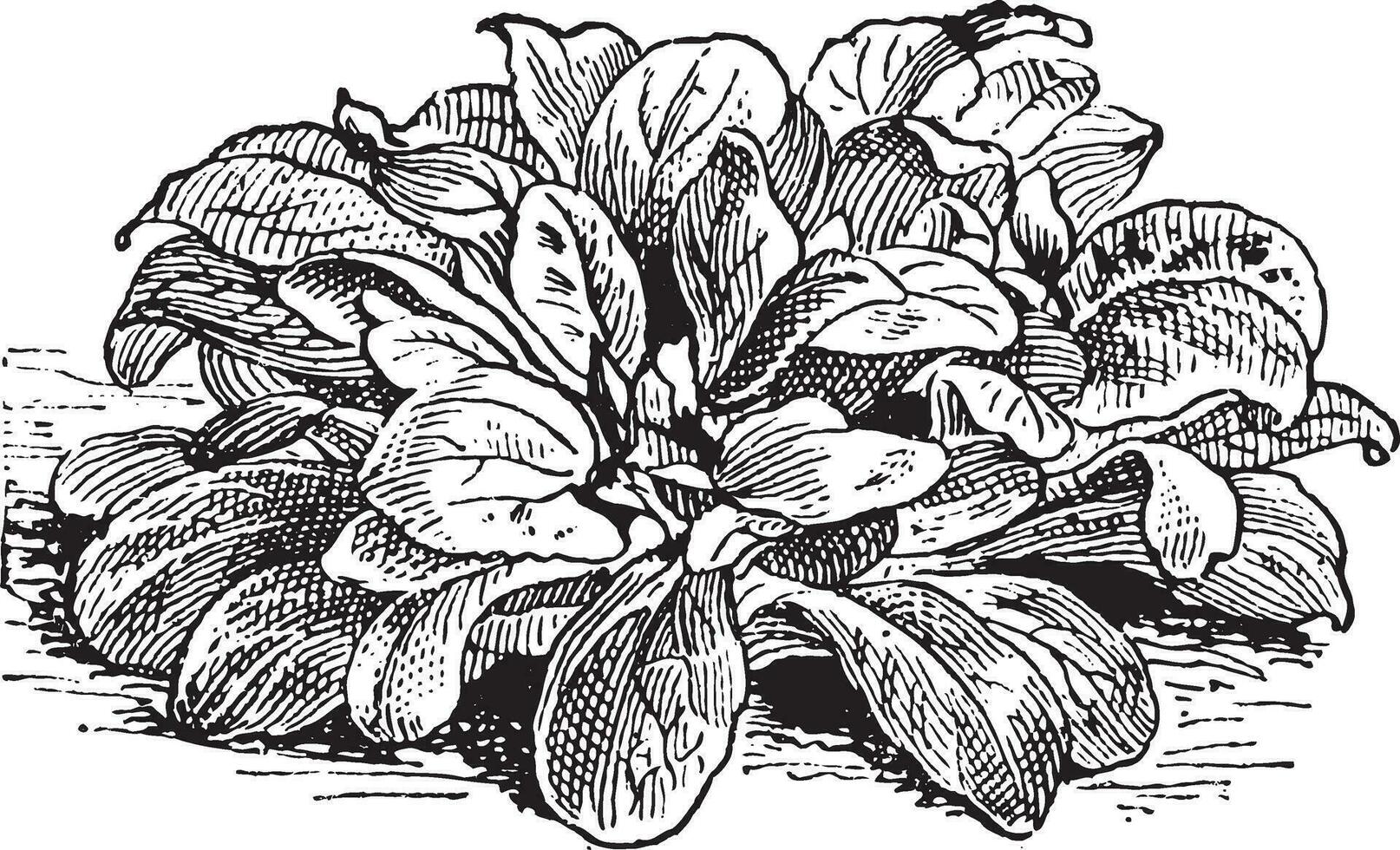 maïs salade of valeriaanella sprinkhaan, wijnoogst gravure vector