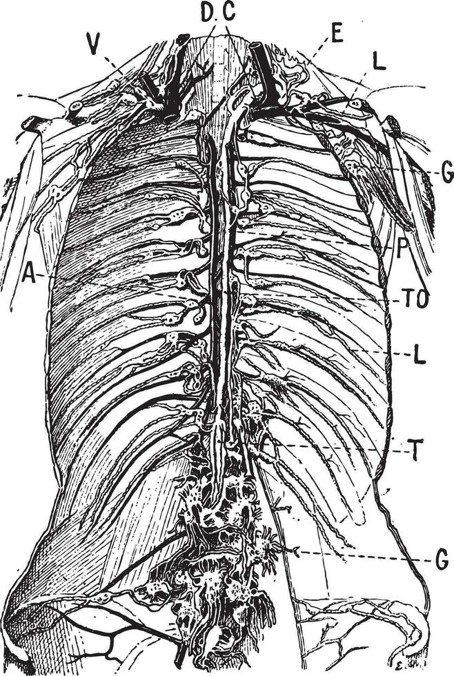 lymfatisch systeem, wijnoogst gravure vector