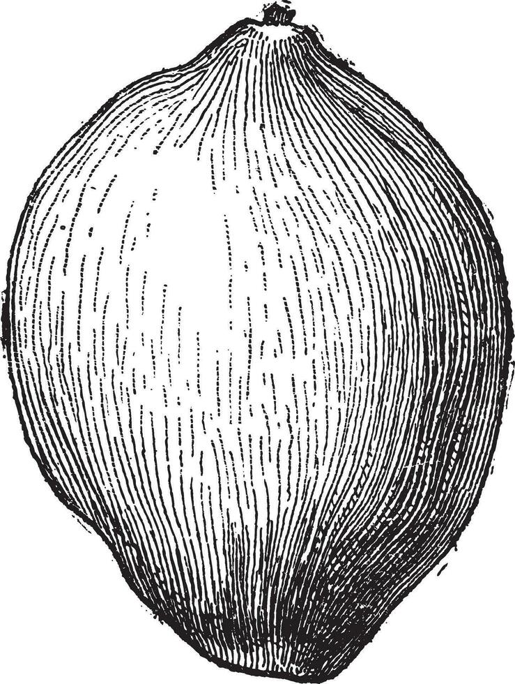 kokosnoot of cocos nucifera, wijnoogst gravure vector
