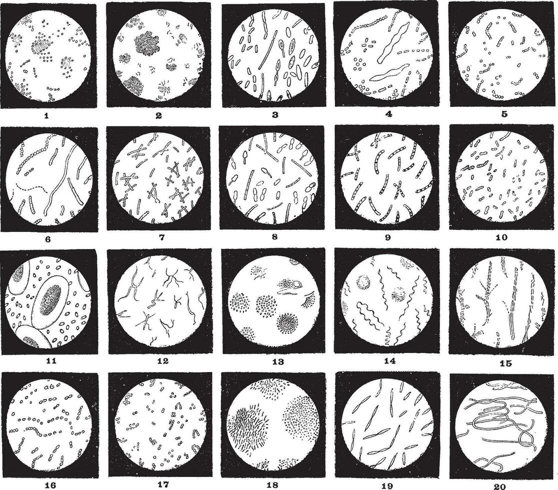 micro-organismen of microben, wijnoogst gravure vector