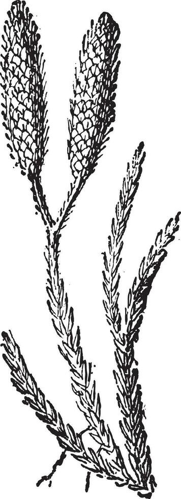 grond pijnboom of lycopodium sp., wijnoogst gravure vector