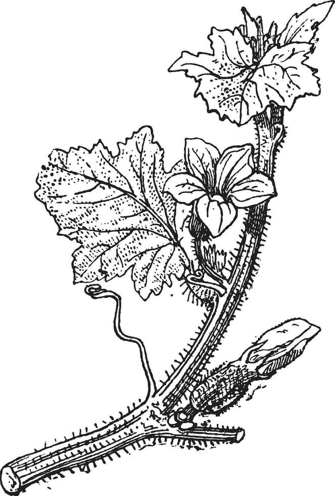 meloen of cucumis melodie, wijnoogst gravure vector