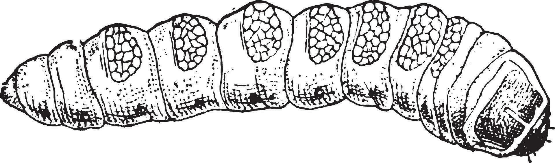 Super goed Steenbok kever of cerambyx cerdo, wijnoogst gravure vector