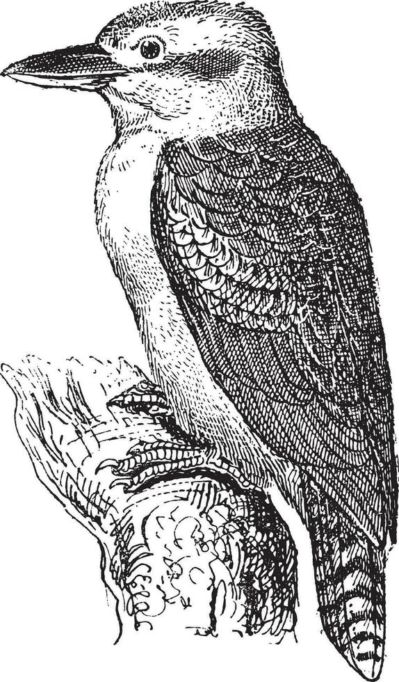 bos- ijsvogel of Halcyon senegalensis, wijnoogst gravure vector