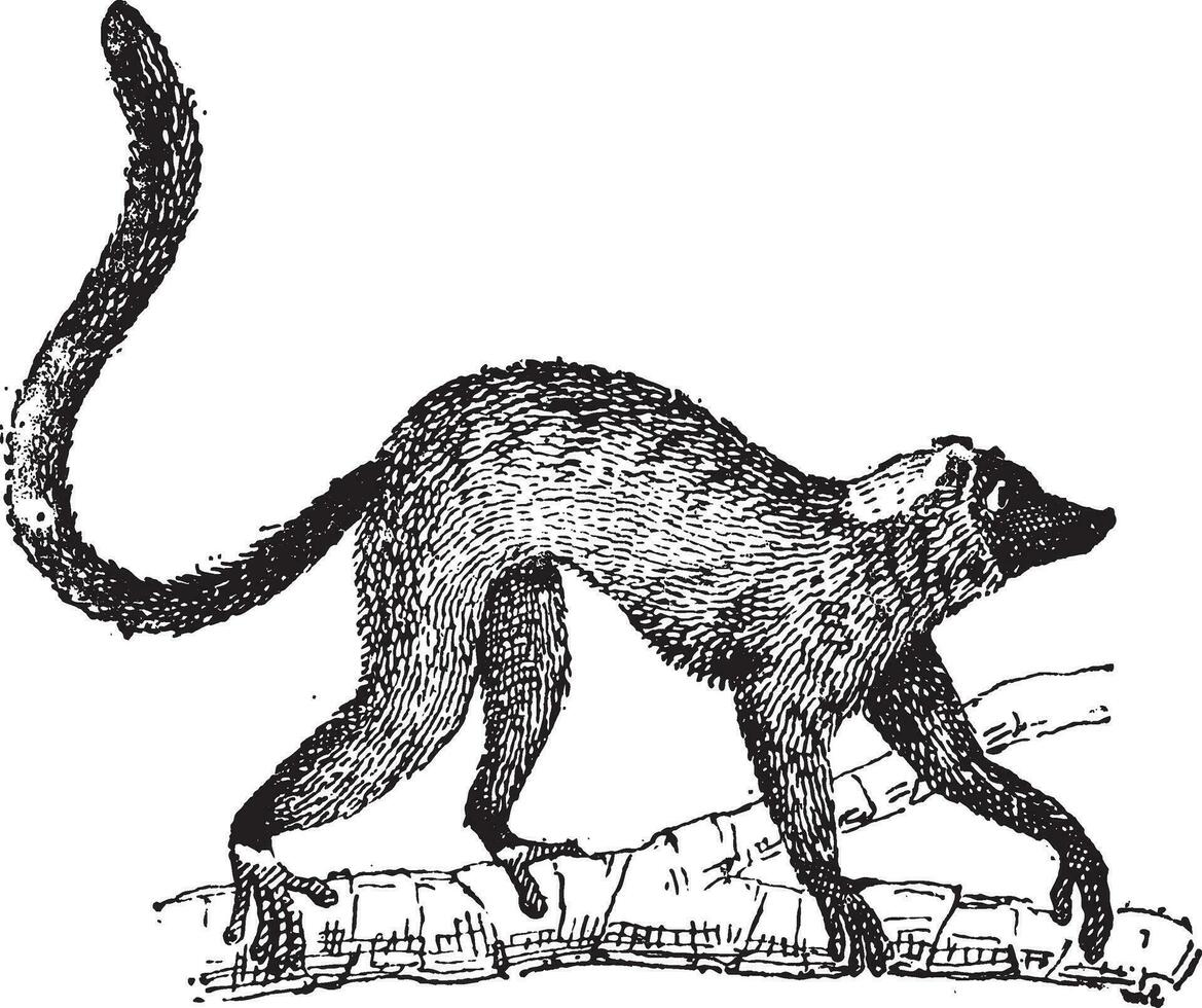 lemur of lemur sp., wijnoogst gravure vector