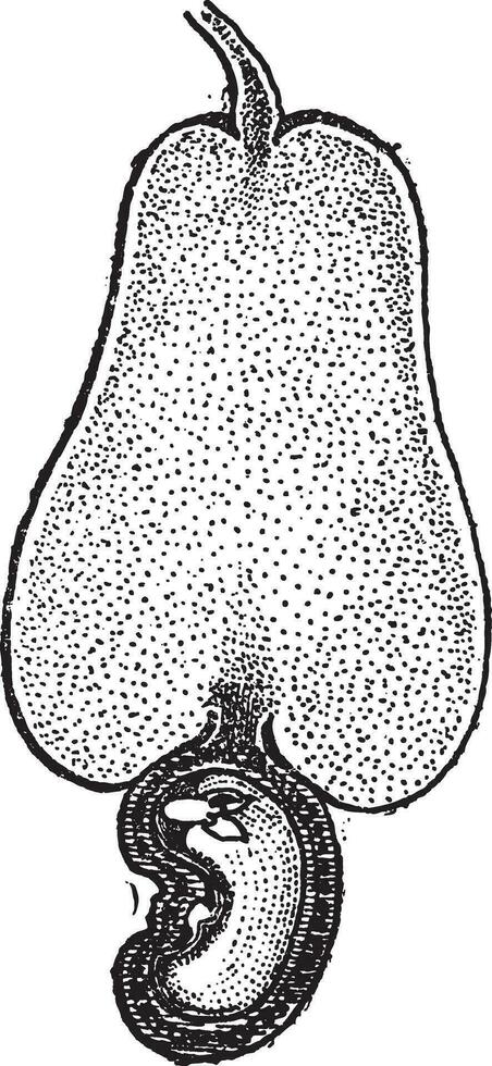 cachou noot of anacardium occidentale, wijnoogst gravure vector