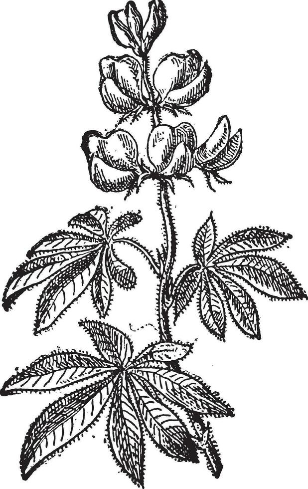 lupinus of lupinen, wijnoogst gravure. vector