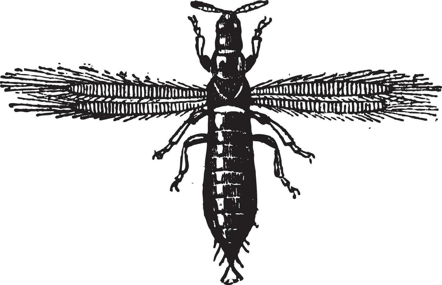 fig 4. trips, neuropteris of donderwantsen, wijnoogst gravure. vector