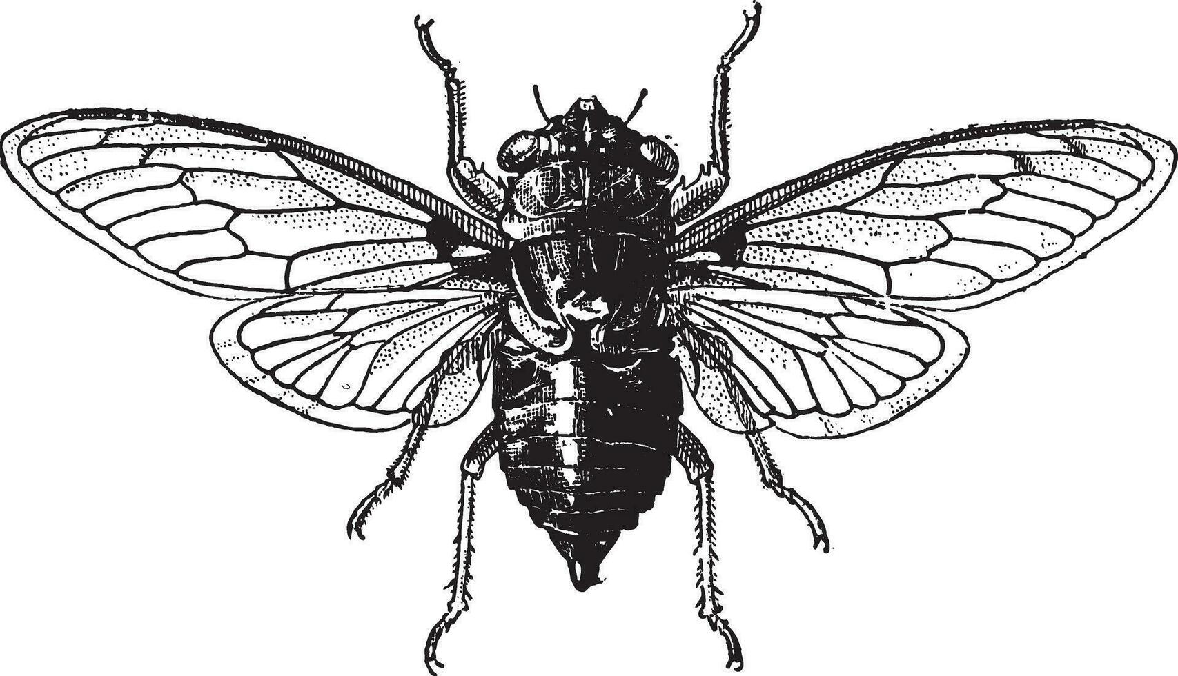 fig 14. cicade, wijnoogst gravure. vector