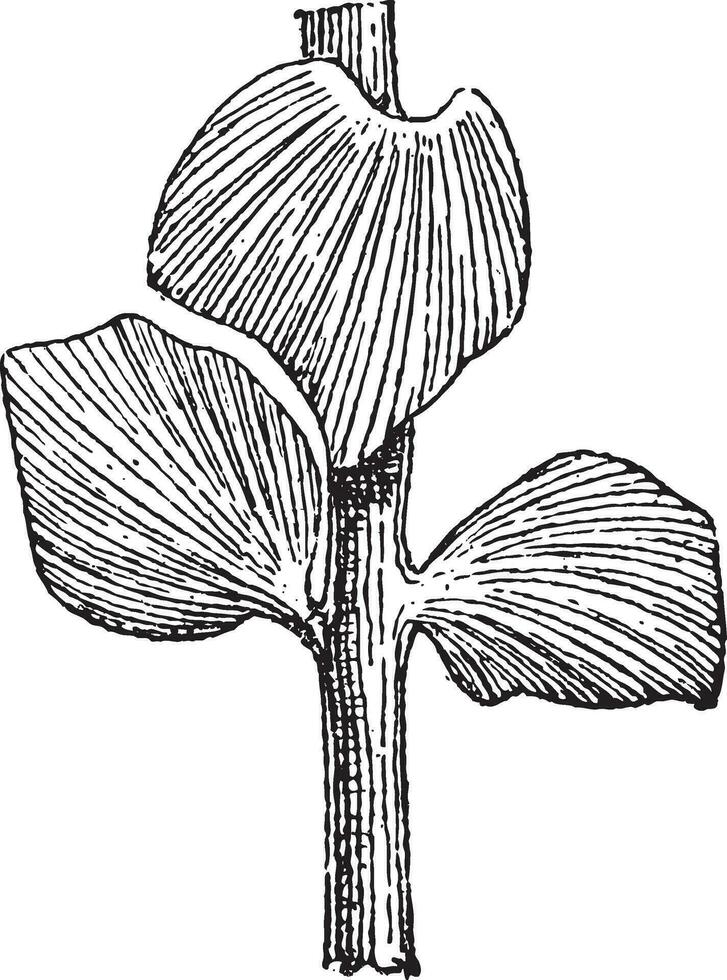 sfenozamieten latifolius, een cycad, gedurende de Jura periode, wijnoogst gravure vector