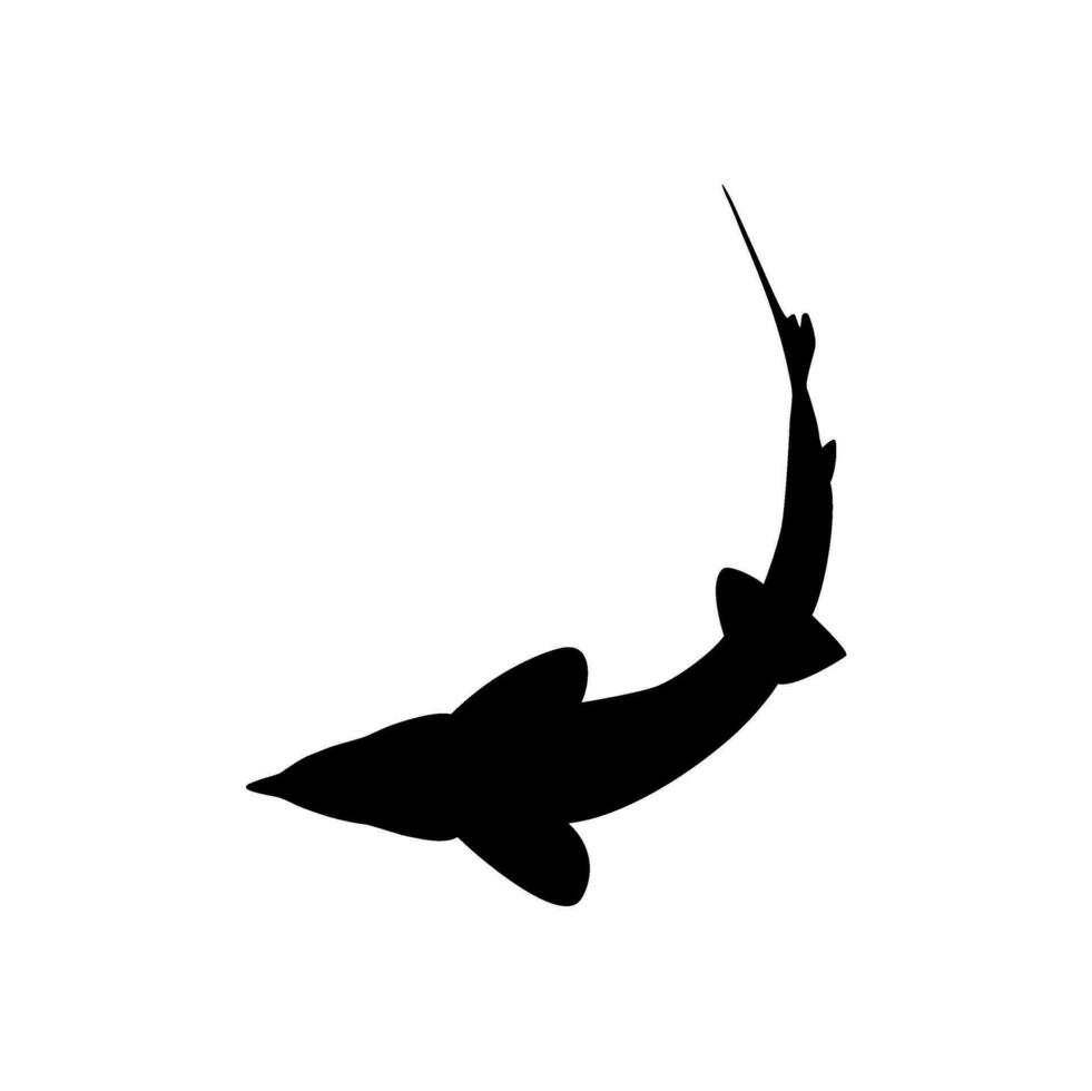 beluga steur of hoezo vis silhouet, vis welke produceren premie en duur kaviaar, voor logo type, kunst illustratie, pictogram, appjes, website of grafisch ontwerp element. vector illustratie