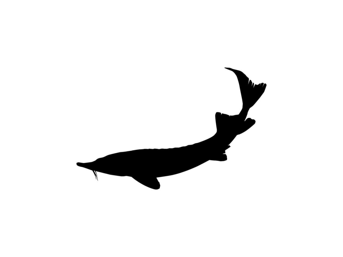 beluga steur of hoezo vis silhouet, vis welke produceren premie en duur kaviaar, voor logo type, kunst illustratie, pictogram, appjes, website of grafisch ontwerp element. vector illustratie