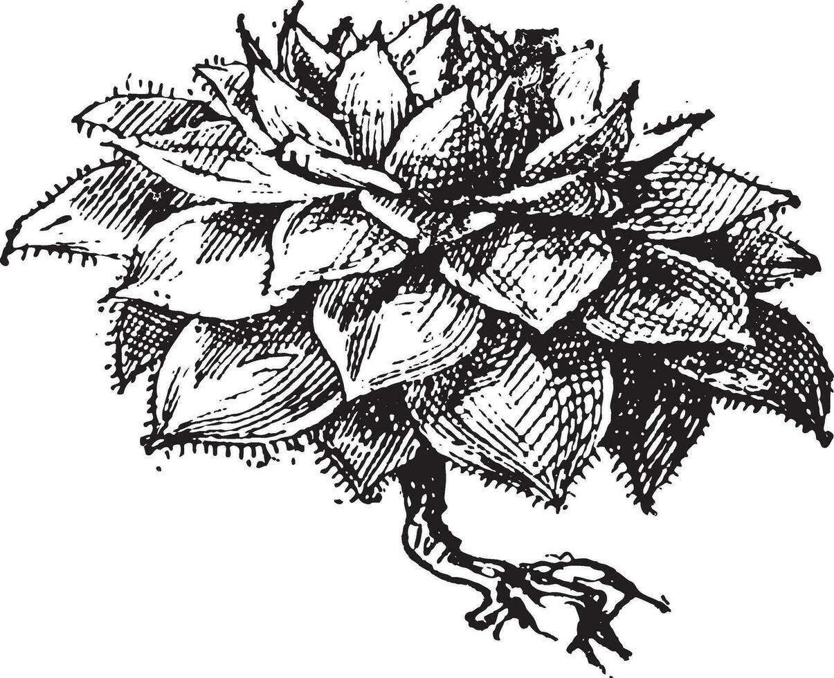 houseleek of sempervivum sp., wijnoogst gravure vector