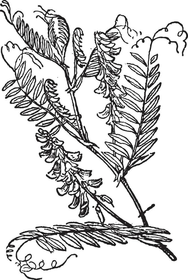 getuft wikke of vicia cracca, wijnoogst gravure vector