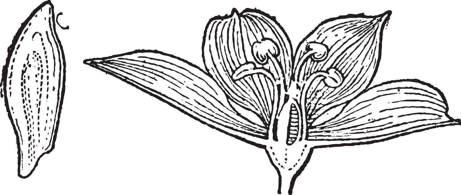 wit nieskruid of veratrum album, wijnoogst gravure vector