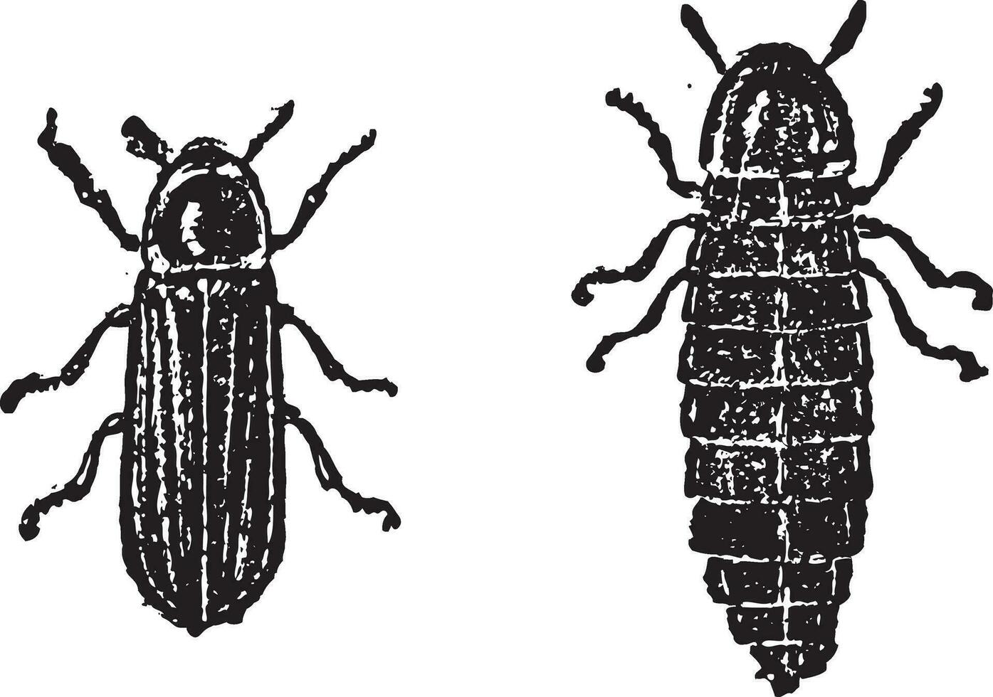 glimworm of lampyridae, wijnoogst gravure vector