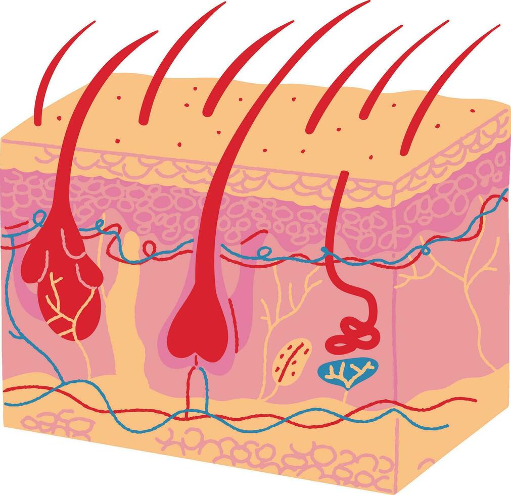 huid menselijk orgaan samenstelling anatomie van menselijk huid vector