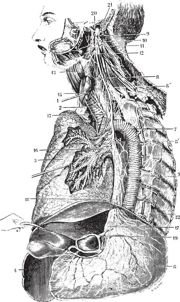 links vagus zenuw, wijnoogst gravure. vector