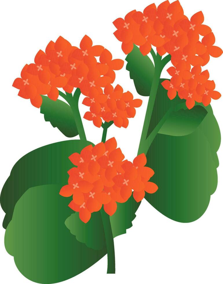 vector illustratie van oranje kalanchoe bloemen met groen doorbladert Aan wit achtergrond.