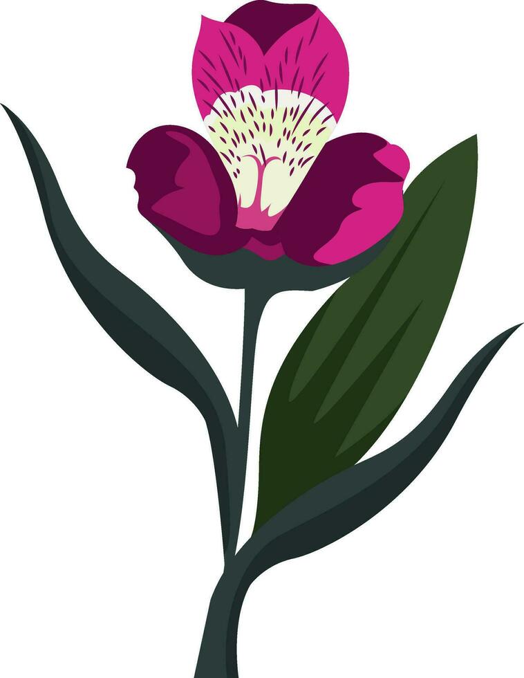 vector illustratie van alstroemeria bloem Aan wit achtergrond.