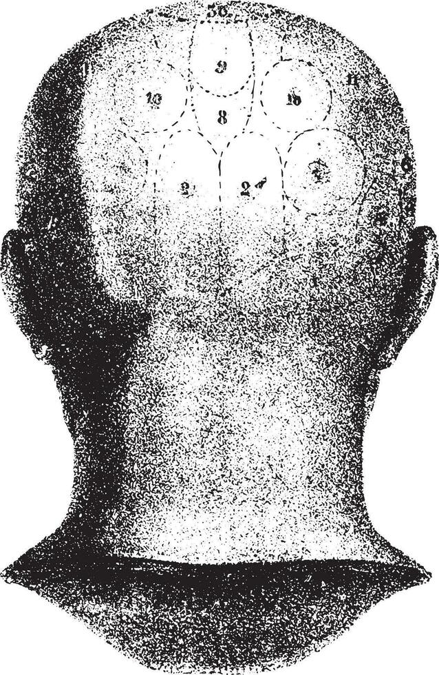 type schedel gegeven door Spurzheim, achterzijde visie. wijnoogst gravure. vector