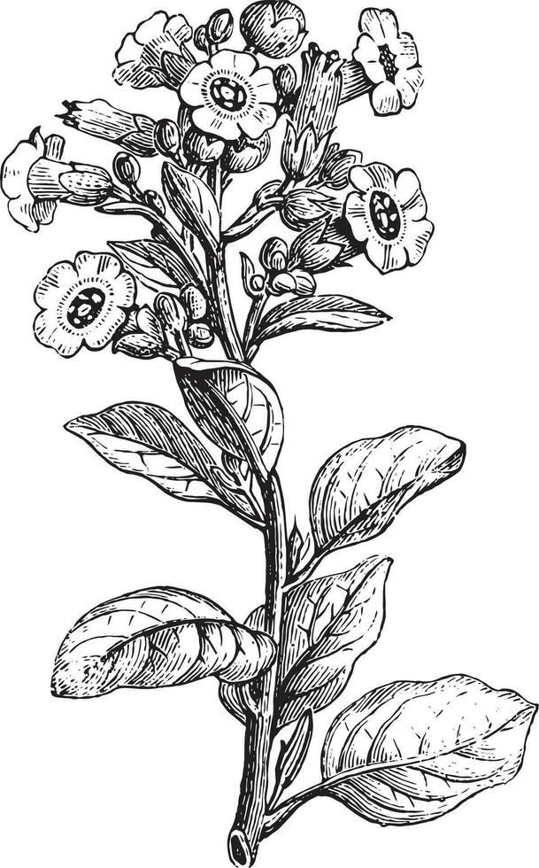 rustiek tabak of nicotiana rustiek, wijnoogst gravure. vector