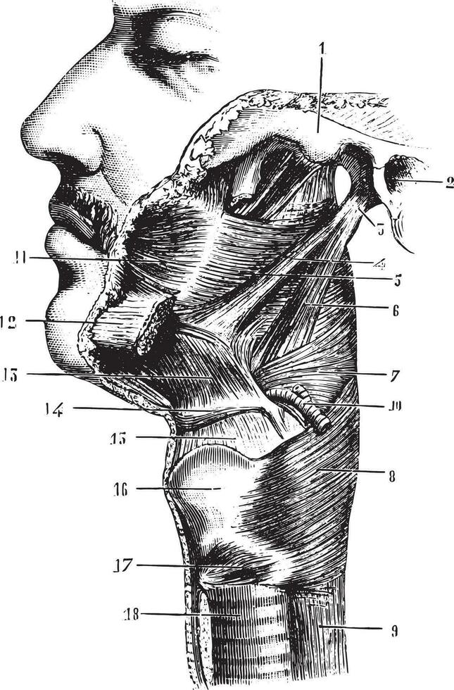 keelholte gezien Aan de kant, wijnoogst gravure. vector