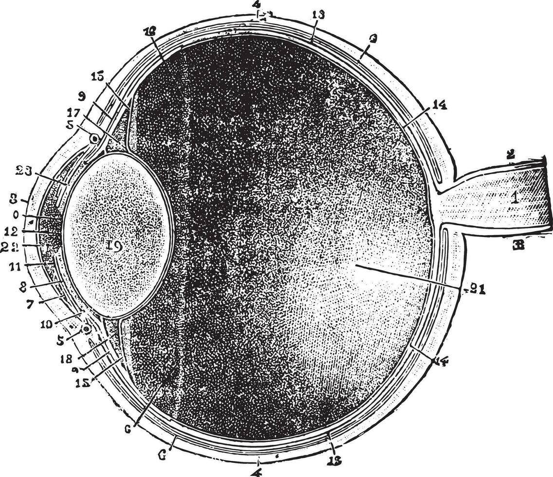 anterieur-posterieur sectie van de oog, wijnoogst gravure. vector