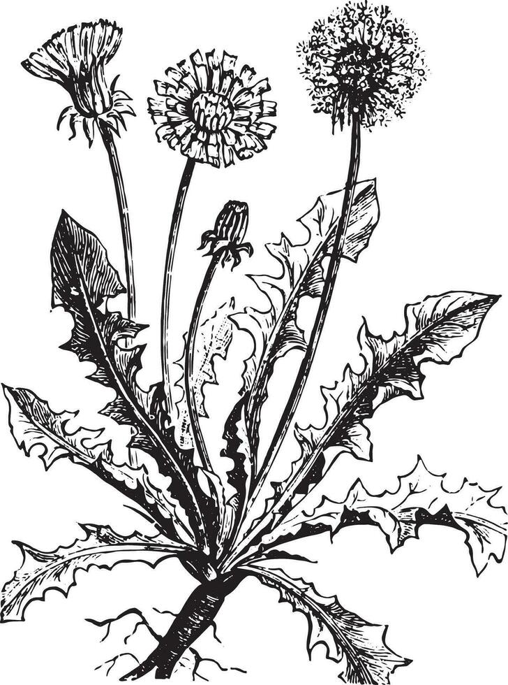 paardebloem of taraxacum, wijnoogst gravure. vector